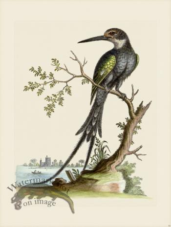 Edwards 010 Swallow tail'd Kingfishers